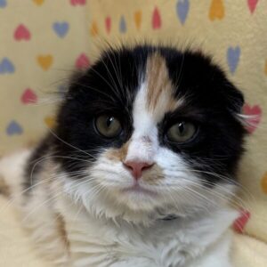 スコティッシュ・フォールド