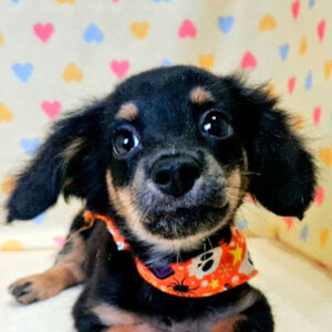 ミックス犬