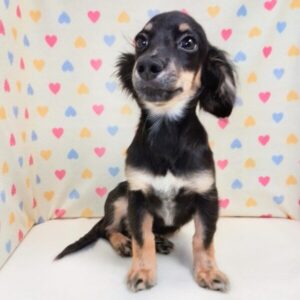 Alternative view of ミックス犬