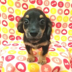 Alternative view of ミックス犬