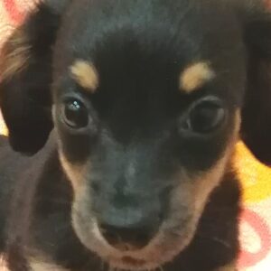 ミックス犬