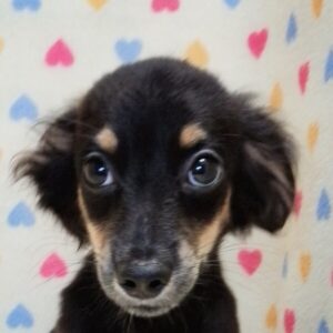 ミックス犬