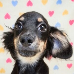ミックス犬