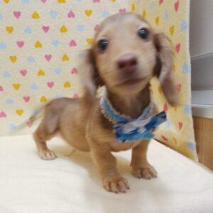 Alternative view of ミニチュア・ダックスフンド(ロングヘアード)