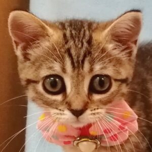 マンチカン