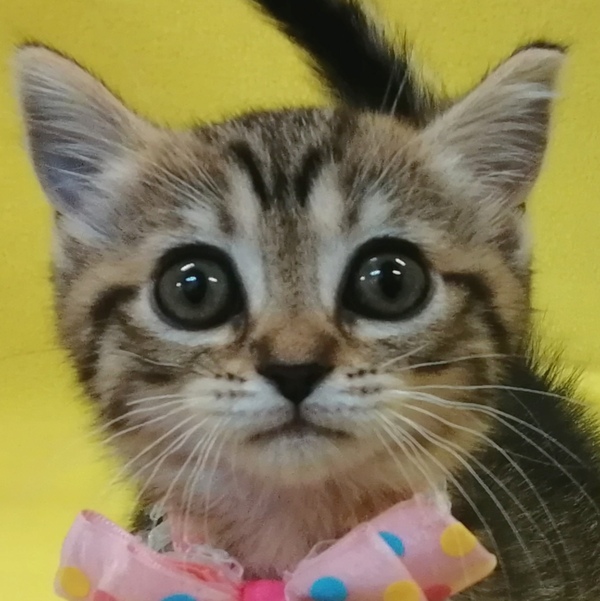 マンチカン