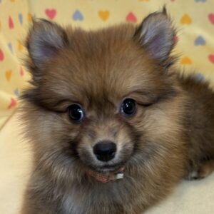 ミックス犬