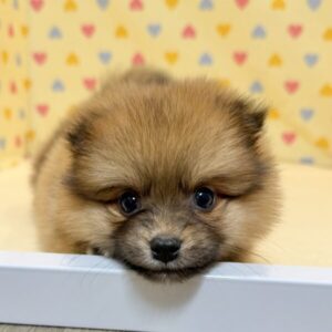 ミックス犬