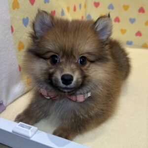 Alternative view of ミックス犬