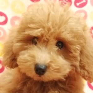 トイ・プードル