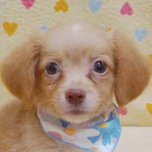 ミックス犬
