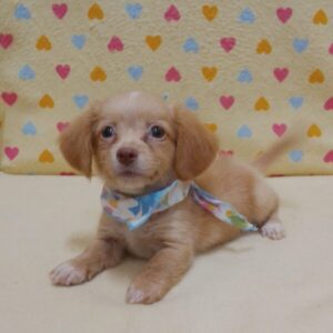 Alternative view of ミックス犬