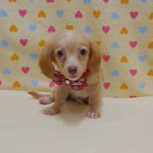 Alternative view of ミックス犬