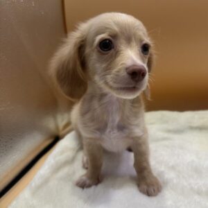 Alternative view of ミックス犬