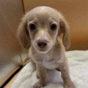 ミックス犬