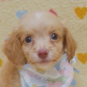 ミックス犬