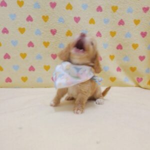 Alternative view of ミックス犬