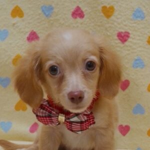 ミックス犬