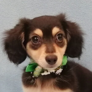 ミックス犬