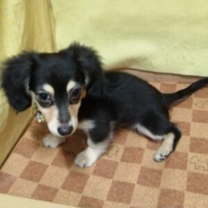 Alternative view of ミックス犬