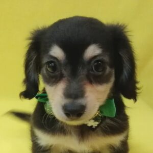 ミックス犬