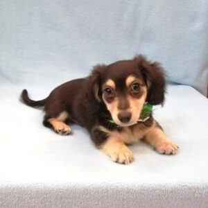 Alternative view of ミックス犬