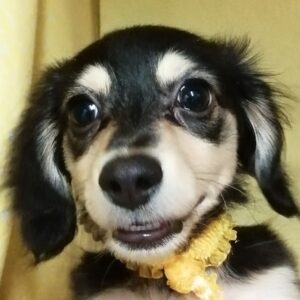 ミックス犬