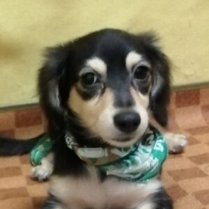 ミックス犬