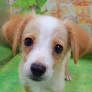 ミックス犬