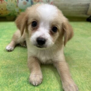 Alternative view of ミックス犬