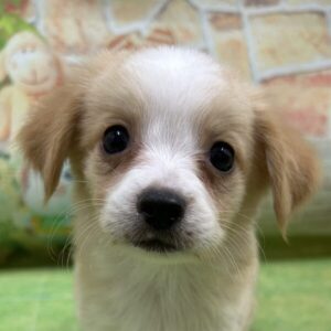 ミックス犬