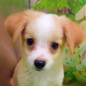 ミックス犬