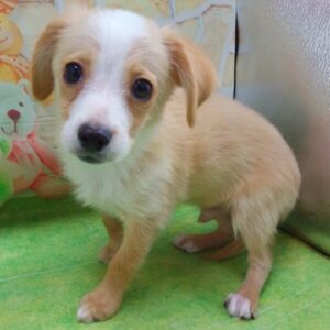 Alternative view of ミックス犬