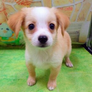 Alternative view of ミックス犬