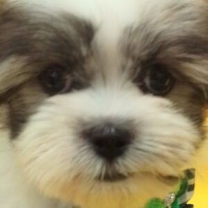 ミックス犬