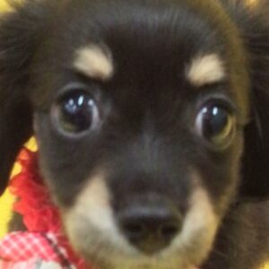 ミックス犬