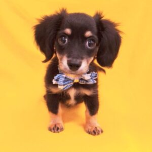 Alternative view of ミックス犬