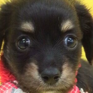 ミックス犬