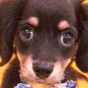 ミックス犬