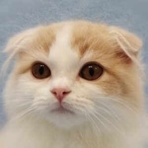 スコティッシュ・フォールド