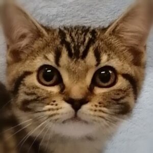 スコティッシュ・フォールド
