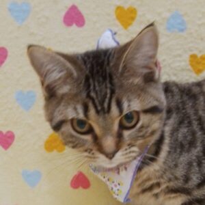スコティッシュ・フォールド