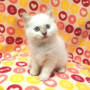 Alternative view of マンチカン