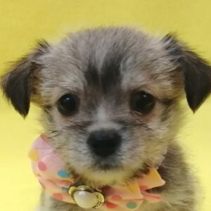 ミックス犬