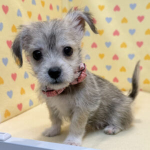 Alternative view of ミックス犬