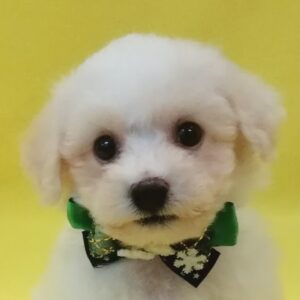 ビション・フリーゼ