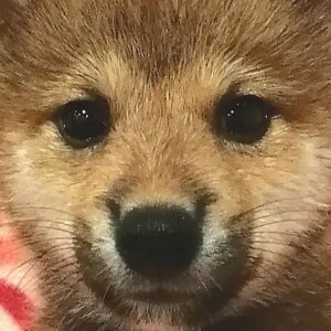 柴