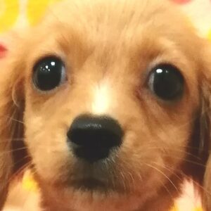 ミックス犬