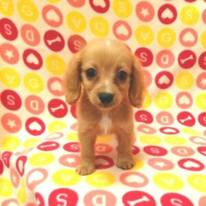 Alternative view of ミックス犬