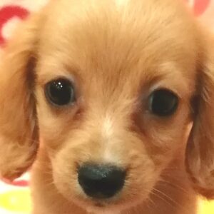 ミックス犬